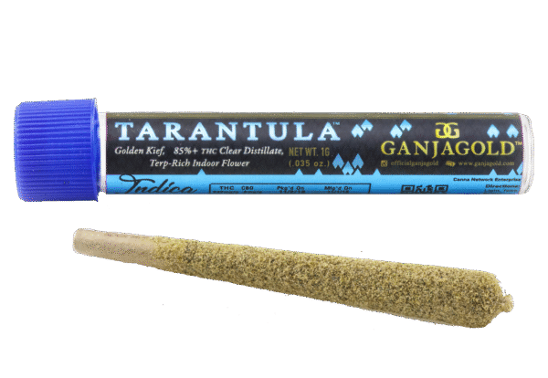 Blue Tarantula
